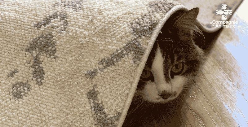Quel Feliway choisir ?