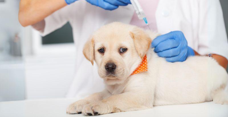 Réglementations récentes sur le vaccin contre la rage pour les chiens en Europe