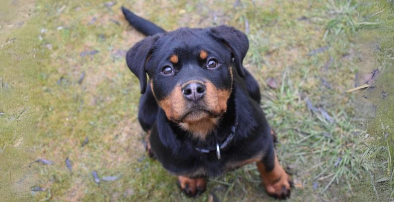 Rottweiler : Guide complet sur cette race de chien puissant et loyal