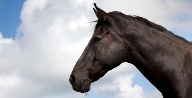 Soins aux chevaux : quels sont les soins chauds ?