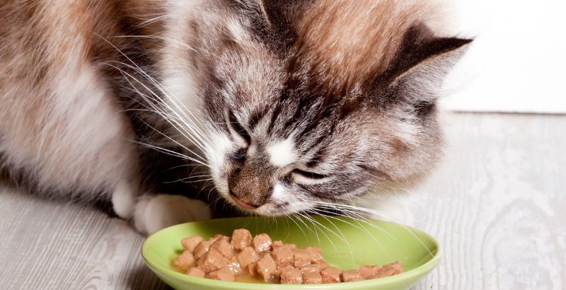 La transition alimentaire chez le chat