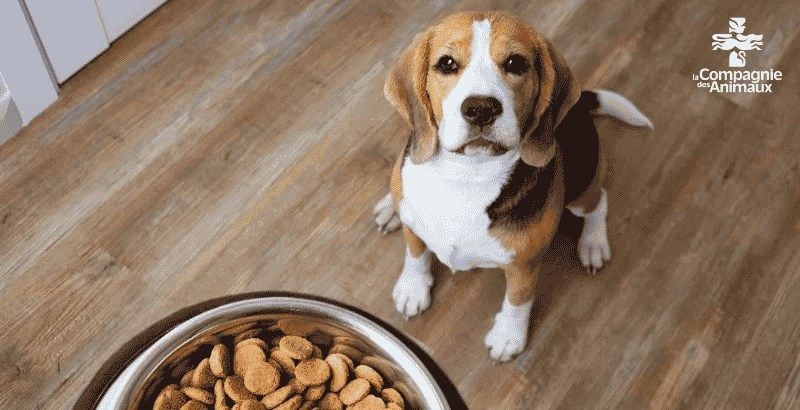 Top 10 des meilleures croquettes pour un chien stérilisé