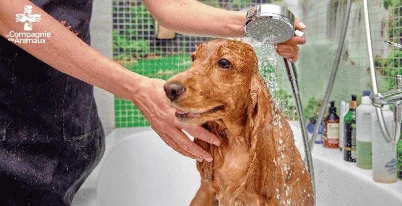 Tout savoir sur les meilleurs shampoing anti-puce  pour chien