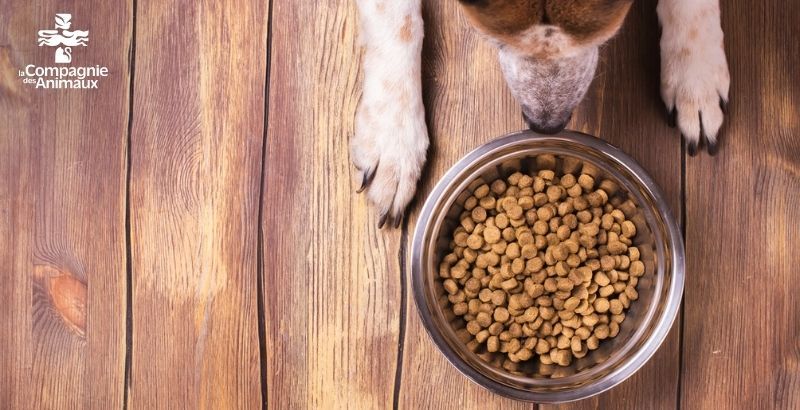Allergie alimentaire du chien : quand et pourquoi passer aux croquettes hypoallergéniques ?