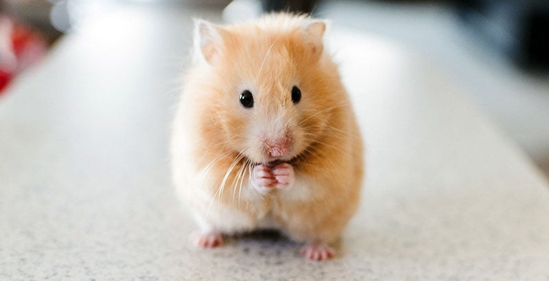 Focus race - Le Hamster