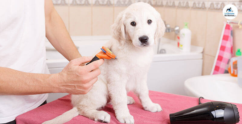 Quelle brosse choisir pour toiletter mon chien ?