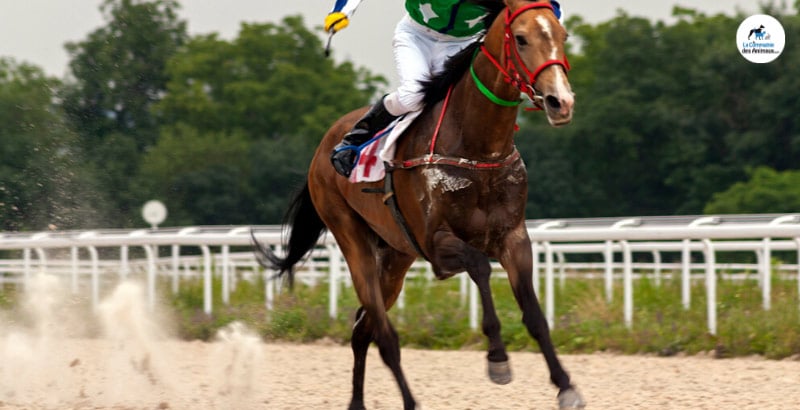 Protégez vos chevaux des ulcères gastriques avec Gastric Gel
