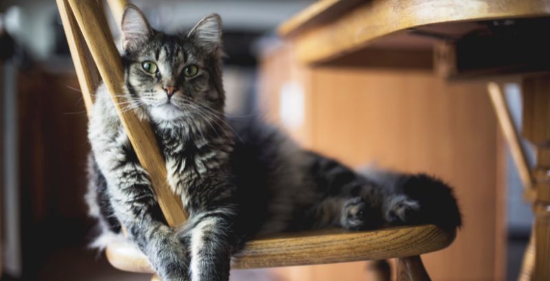 Conseil Vétérinaire - Blog - Les calculs urinaires chez le chat