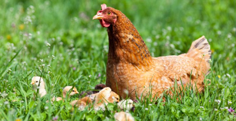 La reproduction de la poule : maturité sexuelle et cycle de vie