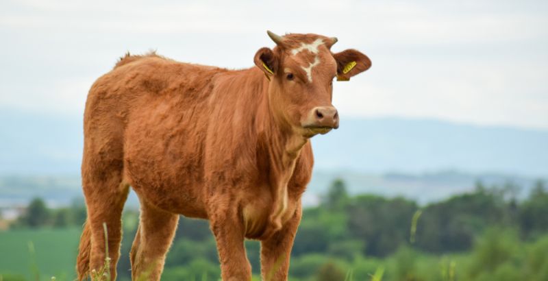 Comment prévenir l'acidose de la vache ?