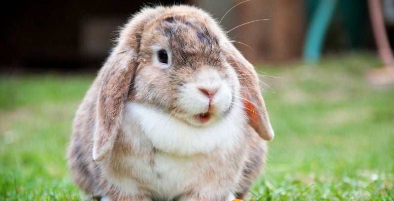 Les maladies dentaires chez le lapin
