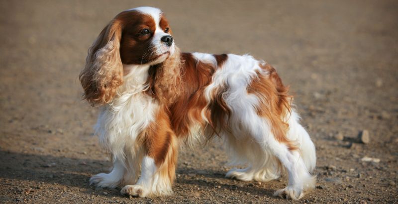 La maladie valvulaire dégénérative mitrale chez le chien : symptômes, traitement et prévention