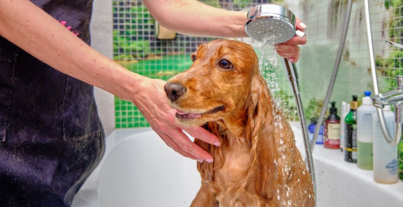 Les Shampoings anti puces pour chien