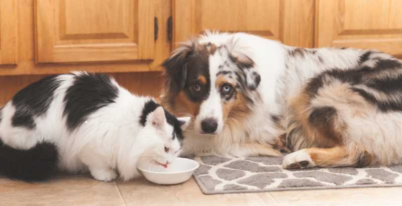Sodium et potassium lors d'insuffisance cardiaque chez le chien et le chat