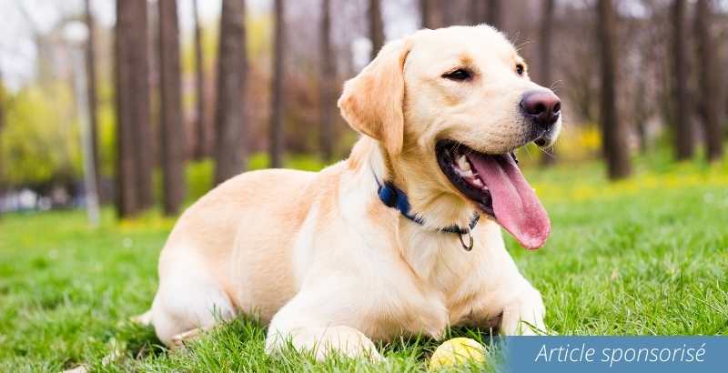 On a testé : Sure Petcare Animo Traqueur d'activités pour chien