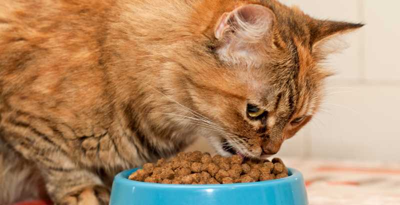 On a testé : les croquettes Dogteur Premium "Low Grain" pour chats d'intérieur