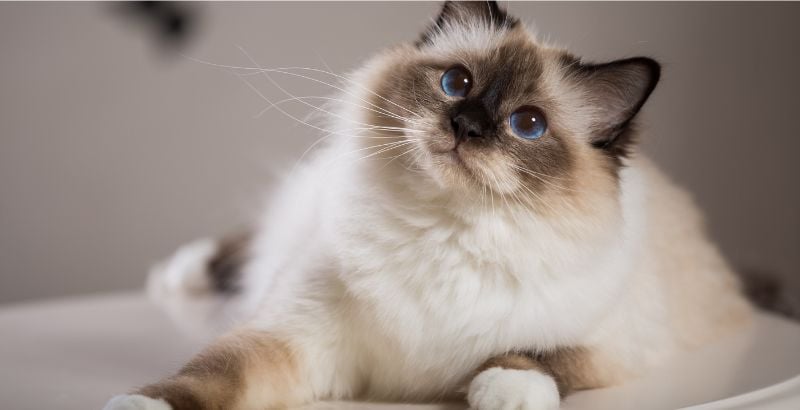 On a testé : La nouvelle gamme SPECIFIC pour chat
