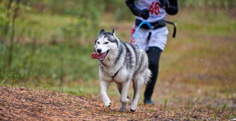 Canicross : Nos conseils pour courir avec son chien