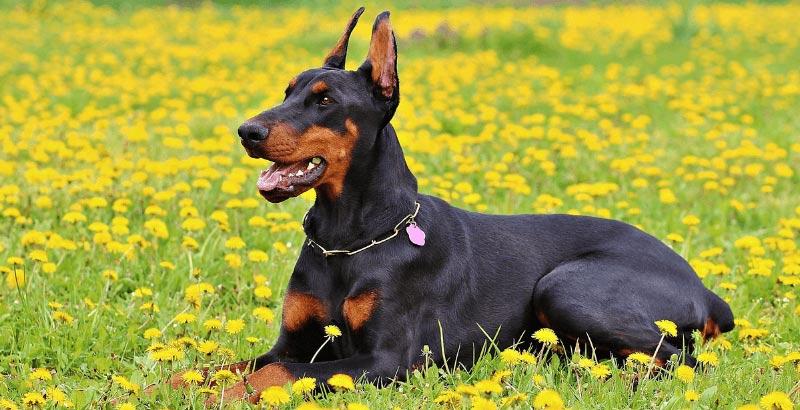 L'AVC : accident vasculaire cérébral chez le chien