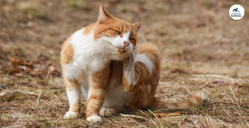 Conseil Vétérinaire - Blog - Mon chat s'est fait piquer par un ...