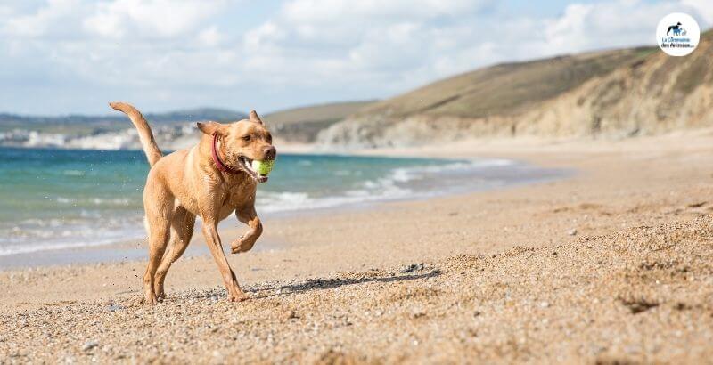 Emmener son chien à la plage