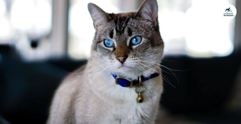 Comment choisir un collier pour son chat ?