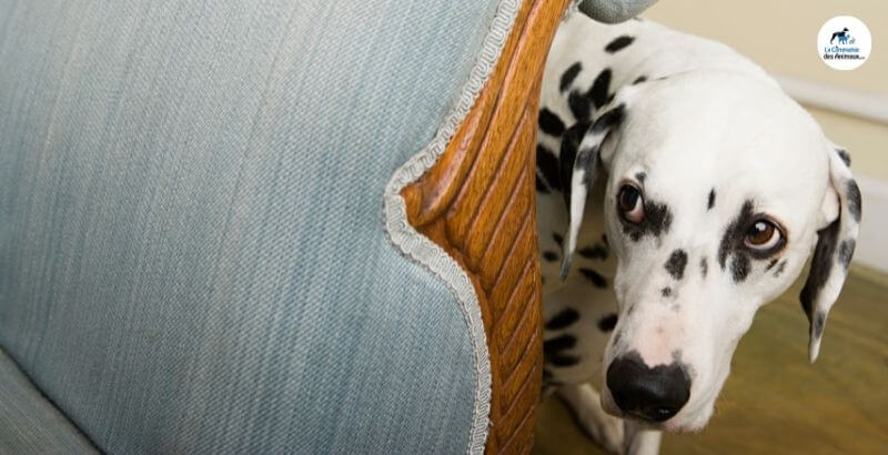 Feux d'artifice : Comment rassurer son chien ?