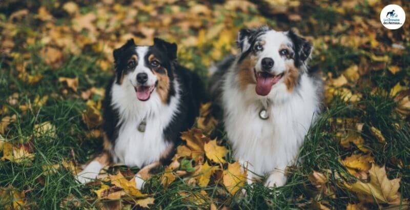 Conseil Vétérinaire - Blog - Pododermatite chez le chien : causes ...