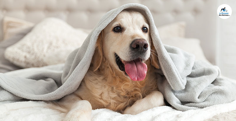 Comment prendre la température de son chien ?