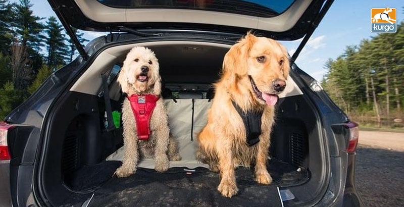 Quel harnais Kurgo choisir pour son chien ?