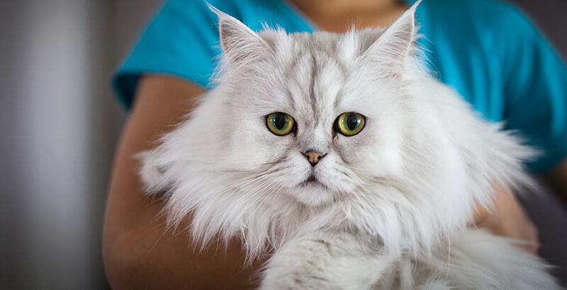 Les 5 indicateurs de santé chez le chat