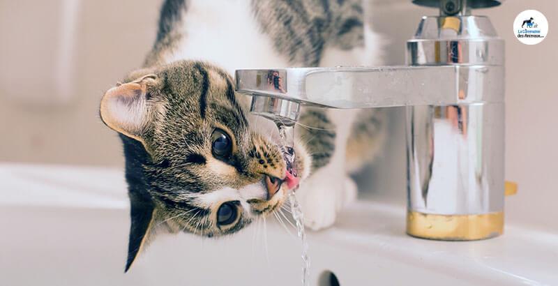 Pourquoi mon chat boit l’eau du robinet ?