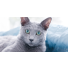 Fiche de race complète : Le Bleu Russe, le chat au pelage bleu-argenté mystérieux