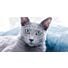 Fiche de race complète : Le Bleu Russe, le chat au pelage bleu-argenté mystérieux
