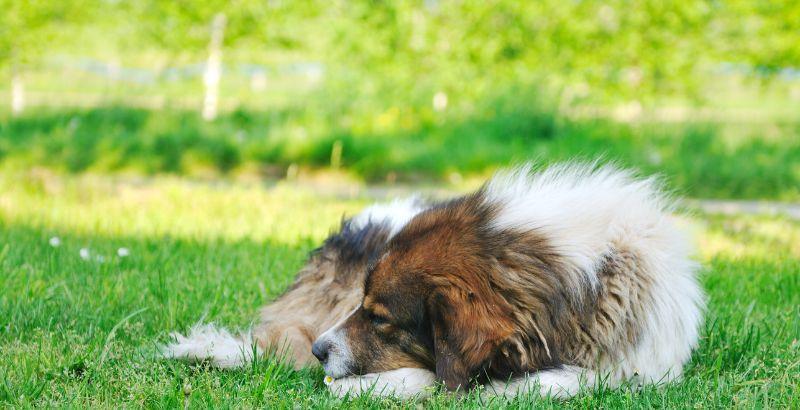 Comment faire durcir les selles de votre chien si elles sont trop molles ?