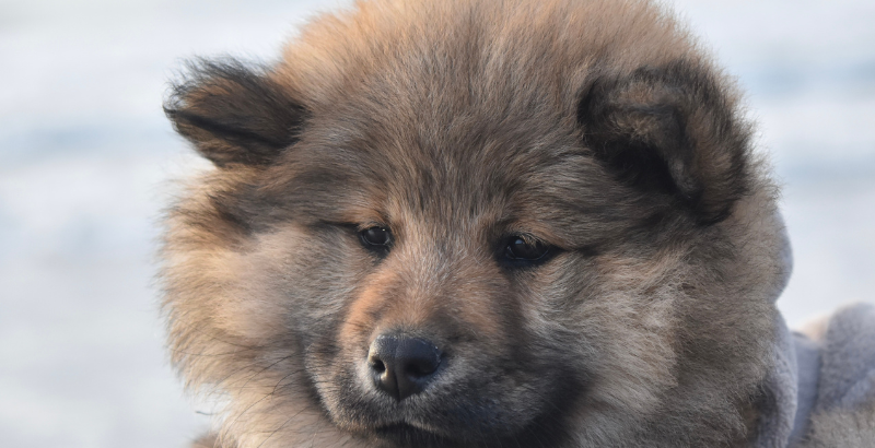 Guide complet sur l'Eurasier : Origines, caractère, soins et conseils d'Élevage