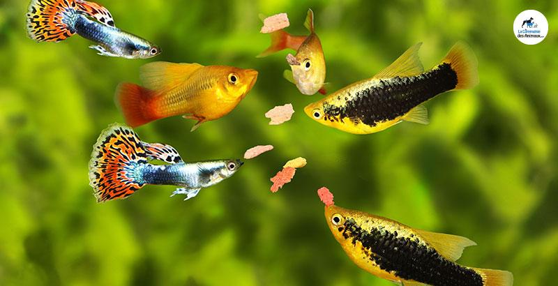 Comment nourrir les poissons de son aquarium ?