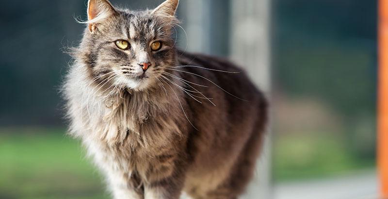 Quizz : Testez vos connaissances sur les antiparasitaires pour chat