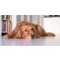 La dysplasie de la hanche chez le chien