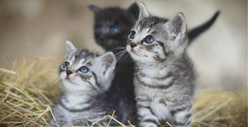 2024 : Quel prénom en V choisir pour son chat ?