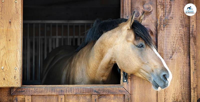 Vrai ou Faux : Le cheval est un animal peureux