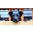 Pourquoi mon chien fugue-t-il ?