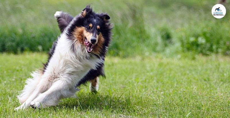 Comment conserver l’aspect jeune de votre vieux chien ?