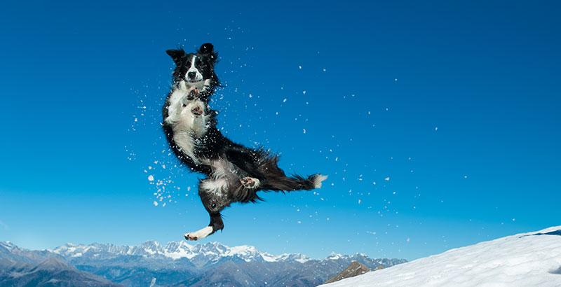 Quizz : Testez vos connaissances sur les chiens
