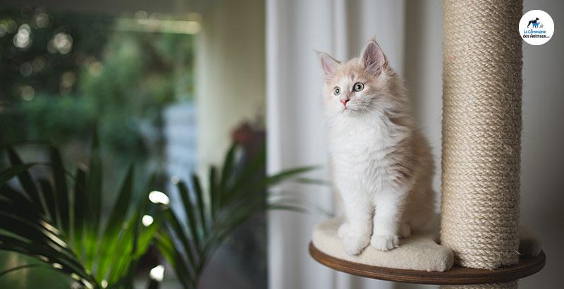 Comment choisir le griffoir pour son chat ?