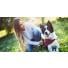 Dogteur, passionnément vétérinaire !