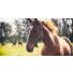 Les allergies chez le cheval