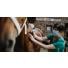 Le bilan sanguin chez le cheval