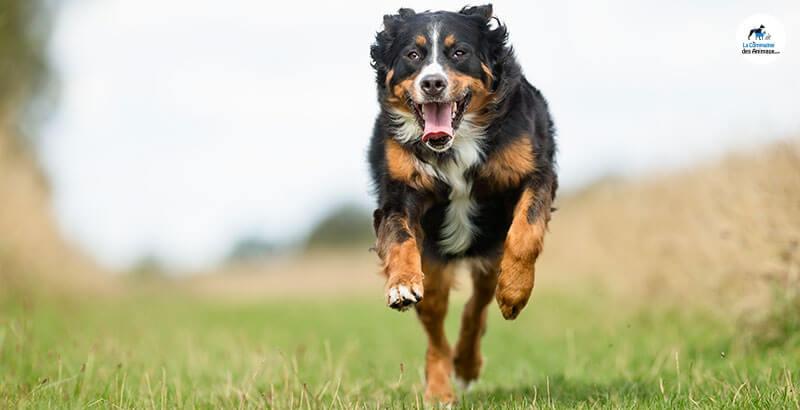 Quizz : Testez vos connaissances sur l'arthrose du chien