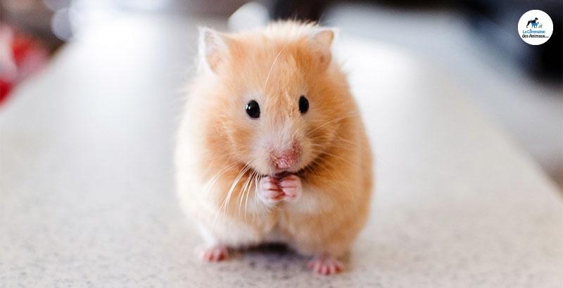 Quelles friandises choisir pour son hamster ?